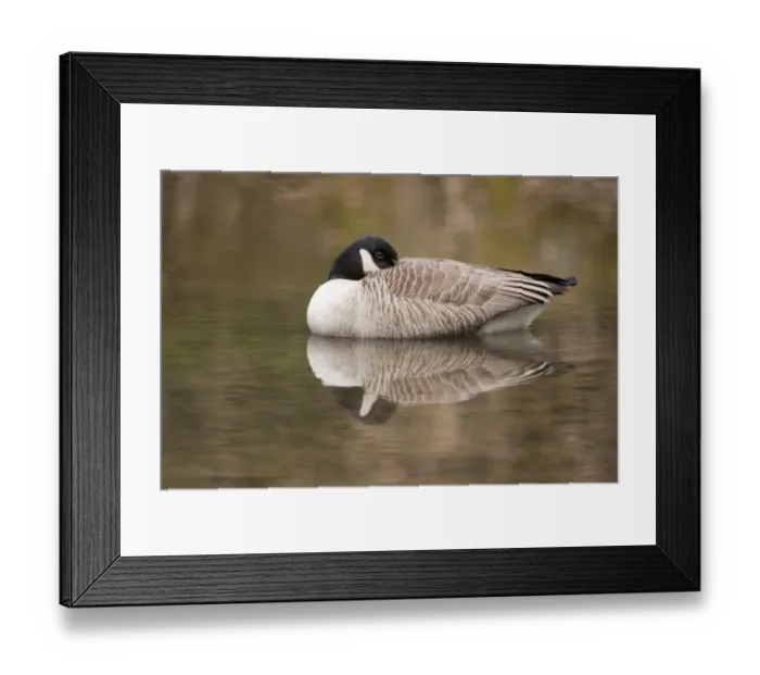 Framed Print : Canada Goose -Branta canadensis- in water, North Rhine-Westphalia, Germany Framed Print : Canada Goose -Branta canadensis- in water, North Rhine-Westphalia, Germany