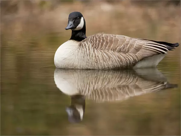 Canada Goose -Branta canadensis- in water, North Rhine-Westphalia, Germany