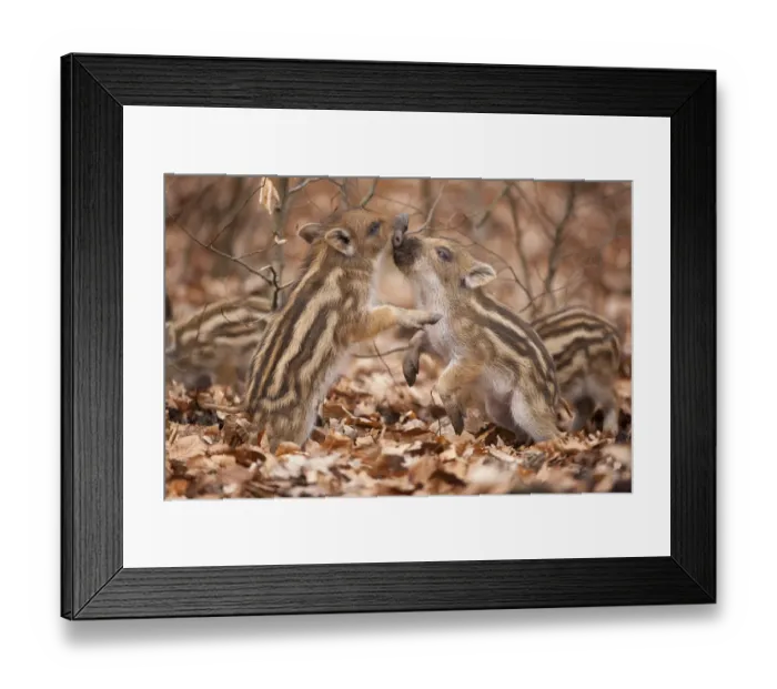 Framed Print : Wild boar -Sus scrofa-, two piglets play-fighting, captive, Saxony, Germany Framed Print : Wild boar -Sus scrofa-, two piglets play-fighting, captive, Saxony, Germany
