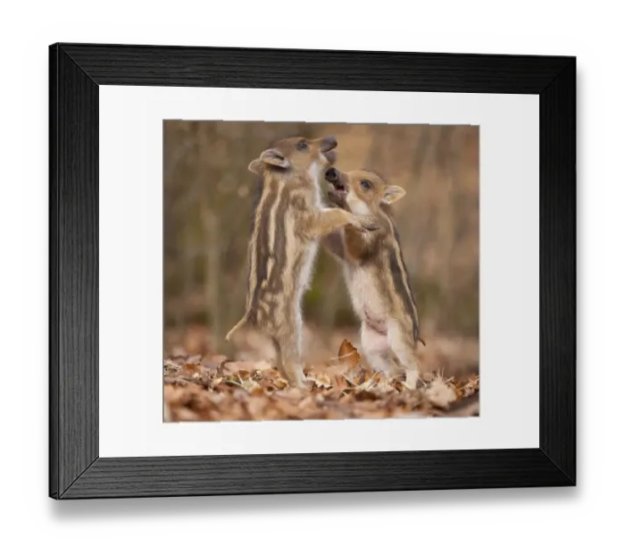 Framed Print : Wild boar -Sus scrofa-, two piglets play-fighting, captive, Saxony, Germany Framed Print : Wild boar -Sus scrofa-, two piglets play-fighting, captive, Saxony, Germany
