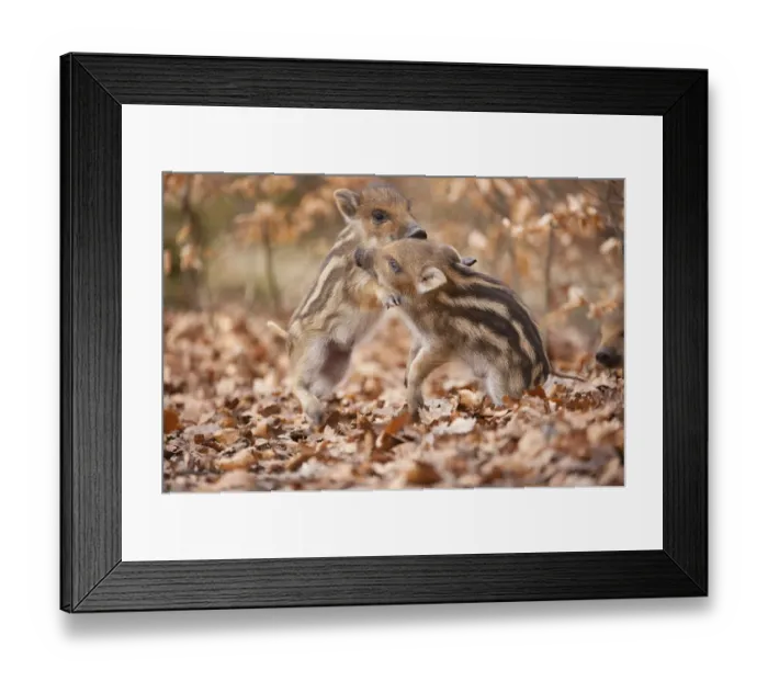 Framed Print : Wild boar -Sus scrofa-, two piglets play-fighting, captive, Saxony, Germany