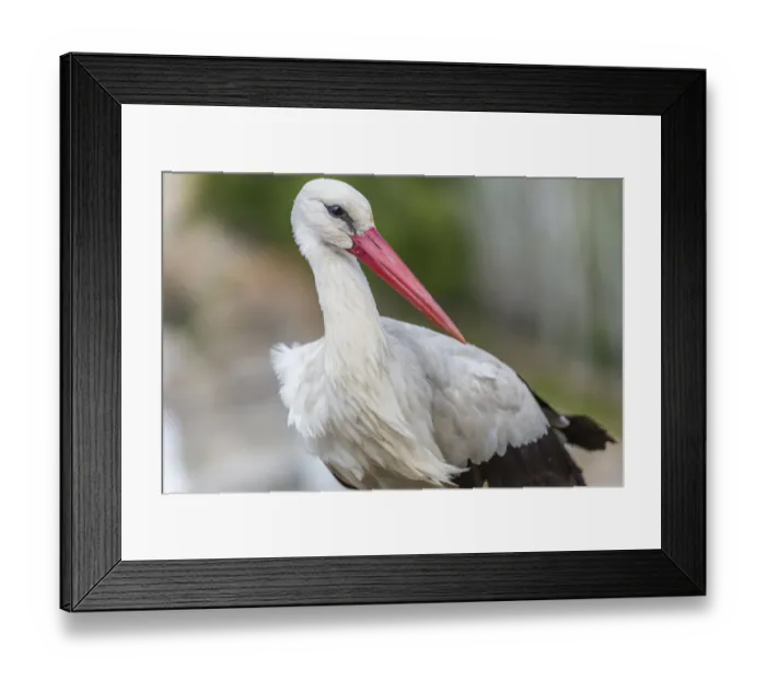 Framed Print : White Stork -Ciconia ciconia-, Extremadura, Spain Framed Print : White Stork -Ciconia ciconia-, Extremadura, Spain