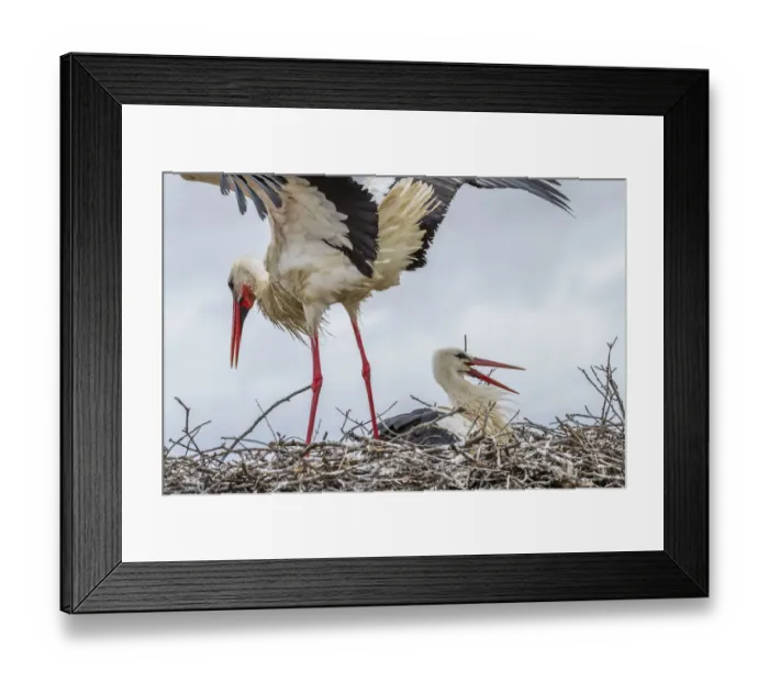 Framed Print : White storks -Ciconia ciconia- on the nest, Extremadura, Spain Framed Print : White storks -Ciconia ciconia- on the nest, Extremadura, Spain