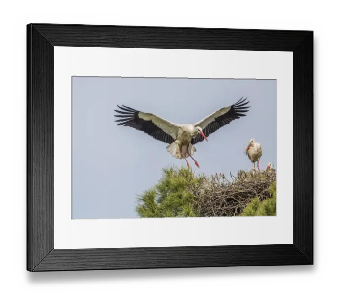 Framed Print : White storks -Ciconia ciconia- on the nest, Extremadura, Spain Framed Print : White storks -Ciconia ciconia- on the nest, Extremadura, Spain