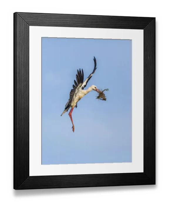 Framed Print : White Stork -Ciconia ciconia-, Extremadura, Spain