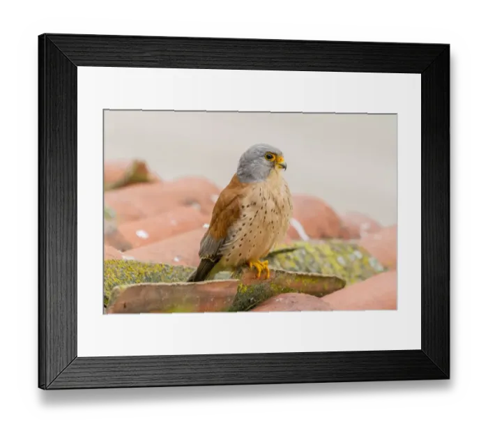 Framed Print : Lesser Kestrel -Falco naumanni-, Extremadura, Spain Framed Print : Lesser Kestrel -Falco naumanni-, Extremadura, Spain