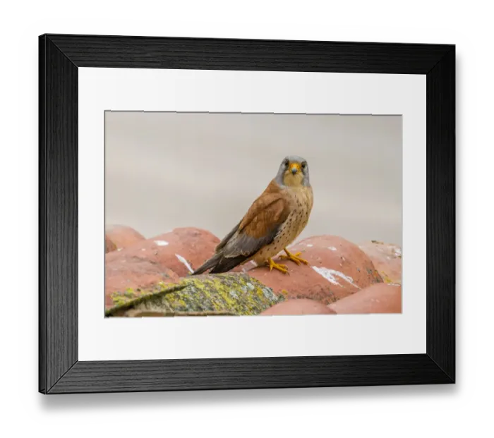 Framed Print : Lesser Kestrel -Falco naumanni-, Extremadura, Spain Framed Print : Lesser Kestrel -Falco naumanni-, Extremadura, Spain