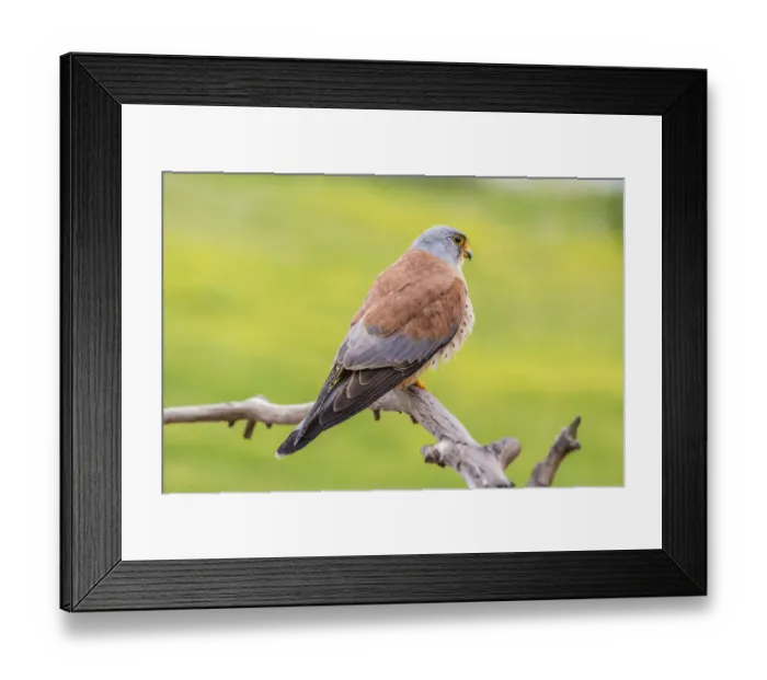 Framed Print : Lesser Kestrel -Falco naumanni-, Extremadura, Spain