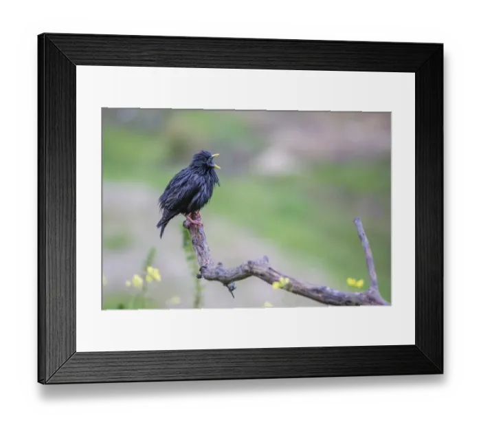 Framed Print : Spotless Starling -Sturnus unicolor-, Extremadura, Spain