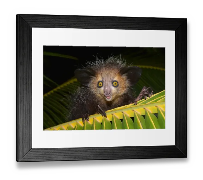 Framed Print : Aye-aye -Daubentonia madagascariensis- on a palm frond, Masoala Peninsula, Madagascar Framed Print : Aye-aye -Daubentonia madagascariensis- on a palm frond, Masoala Peninsula, Madagascar