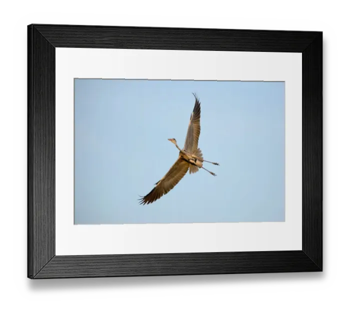 Framed Print : Grey Heron -Ardea cinerea-, in flight, North Rhine-Westphalia, Germany Framed Print : Grey Heron -Ardea cinerea-, in flight, North Rhine-Westphalia, Germany