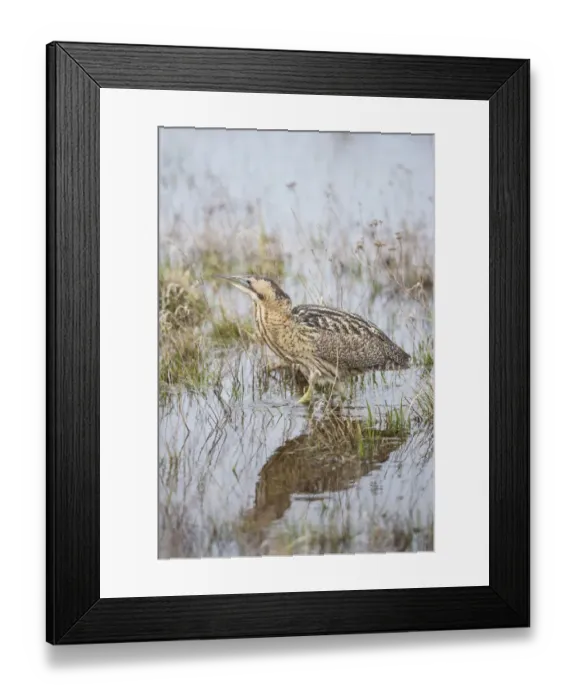 Framed Print : Bittern -Botaurus stellaris- in the water, Neusiedler See - Seewinkel National Park, Burgenland, Austria Framed Print : Bittern -Botaurus stellaris- in the water, Neusiedler See - Seewinkel National Park, Burgenland, Austria