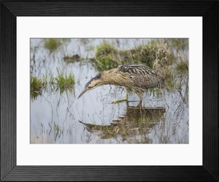Framed Print : Eurasian Bittern or Great Bittern -Botaurus stellaris- im the water, National Park Neusiedler See-Seewinkel, Burgenland, Austria Framed Print : Eurasian Bittern or Great Bittern -Botaurus stellaris- im the water, National Park Neusiedler See-Seewinkel, Burgenland, Austria