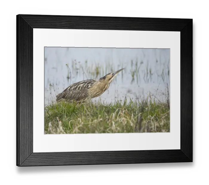 Framed Print : Eurasian Bittern or Great Bittern -Botaurus stellaris- on the lakeshore, National Park Neusiedler See-Seewinkel, Burgenland, Austria