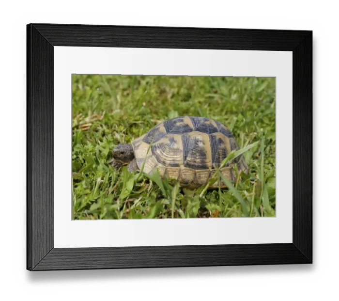 Framed Print : Spur-thighed Tortoise -Testudo graeca-, Selcuk, Izmir Province, Aegean Region, Turkey Framed Print : Spur-thighed Tortoise -Testudo graeca-, Selcuk, Izmir Province, Aegean Region, Turkey