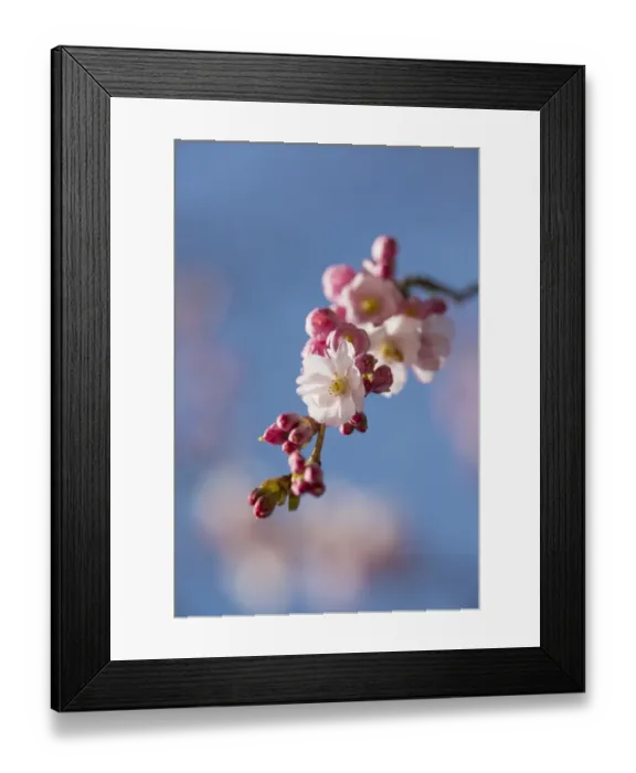 Framed Print : Spring cherry, Higan cherry or Rosebud cherry -Prunus subhirtella-, cherry blossoms, Leverkusen, North Rhine-Westphalia, Germany