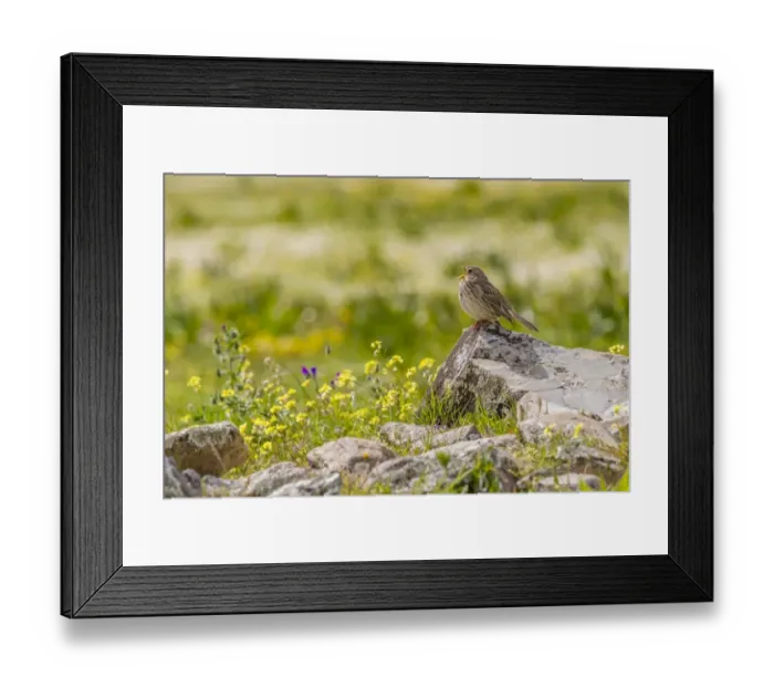 Framed Print : Corn Bunting -Emberiza calandra-, Extremadura, Spain Framed Print : Corn Bunting -Emberiza calandra-, Extremadura, Spain