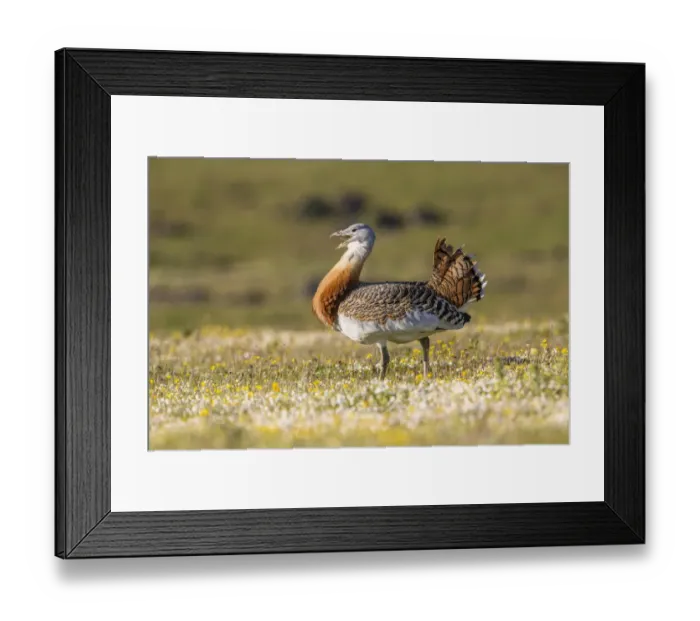 Framed Print : Great Bustard -Otis tarda-, Extremadura, Spain Framed Print : Great Bustard -Otis tarda-, Extremadura, Spain