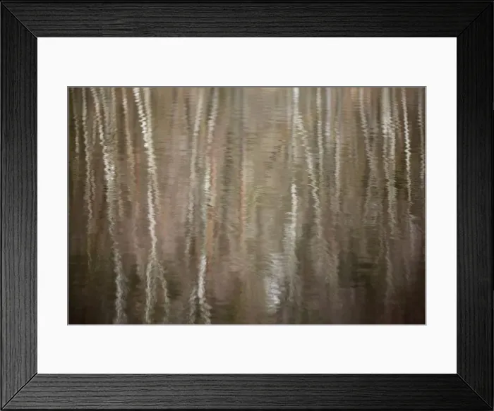 Framed Print : Reflection of birch forest in a lake, Muritz, Mecklenburg, Germany Framed Print : Reflection of birch forest in a lake, Muritz, Mecklenburg, Germany
