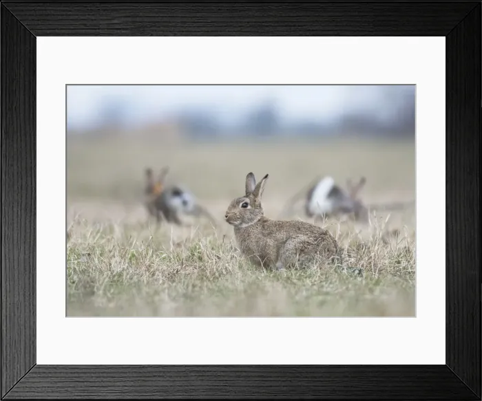 Framed Print : Common Rabbits -Oryctolagus cuniculus- on meadow, National Park Neusiedler See-Seewinkel, Burgenland, Austria