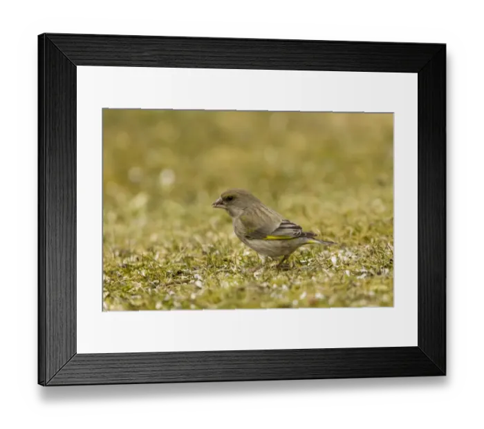 Framed Print : Greenfinch -Carduelis chloris-, Hesse, Germany Framed Print : Greenfinch -Carduelis chloris-, Hesse, Germany