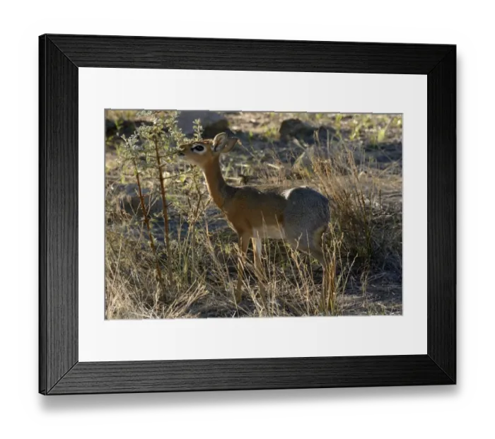 Framed Print : Kirks Dik-dik -Madoqua kirkii-, Erongo Region, Namibia