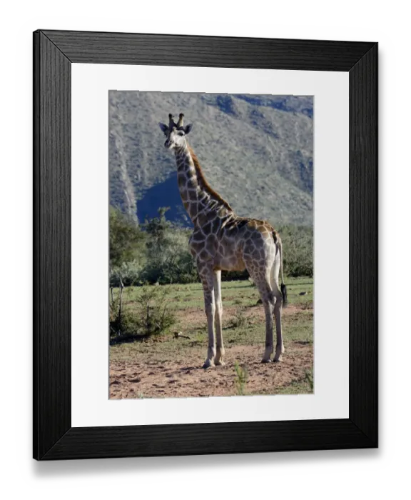 Framed Print : Giraffe -Giraffa camelopardalis-, Khomas Region, Namibia Framed Print : Giraffe -Giraffa camelopardalis-, Khomas Region, Namibia