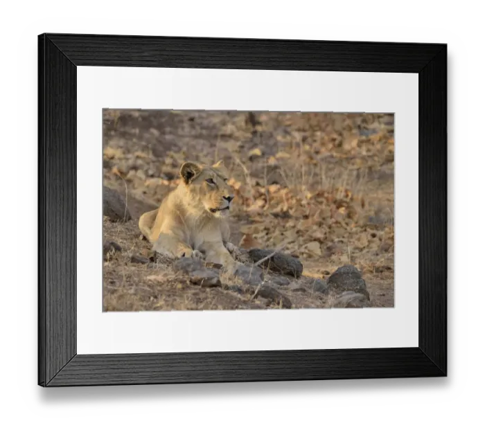 Framed Print : Asiatic Lion -Panthera leo persica-, young male, Gir Forest National Park, Gir Sanctuary, Gujarat, India Framed Print : Asiatic Lion -Panthera leo persica-, young male, Gir Forest National Park, Gir Sanctuary, Gujarat, India