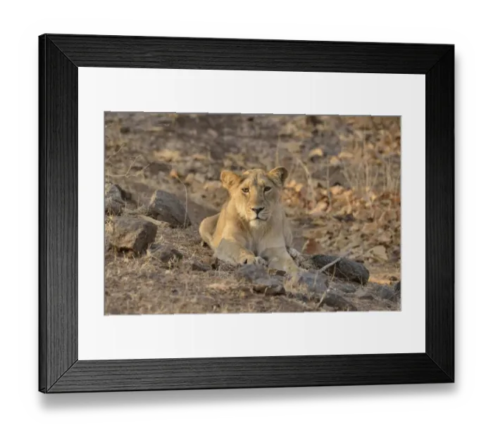 Framed Print : Asiatic Lion -Panthera leo persica-, young male, Gir Forest National Park, Gir Sanctuary, Gujarat, India Framed Print : Asiatic Lion -Panthera leo persica-, young male, Gir Forest National Park, Gir Sanctuary, Gujarat, India