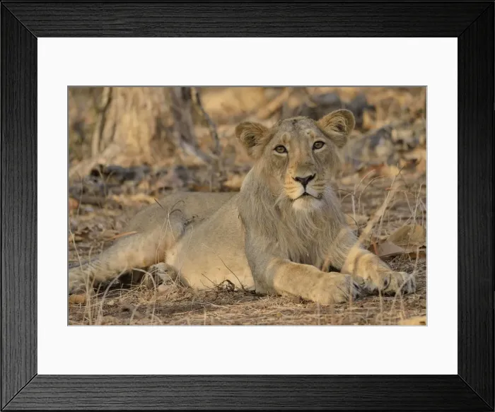 Framed Print : Asiatic Lion -Panthera leo persica-, young male, Gir Forest National Park, Gir Sanctuary, Gujarat, India Framed Print : Asiatic Lion -Panthera leo persica-, young male, Gir Forest National Park, Gir Sanctuary, Gujarat, India