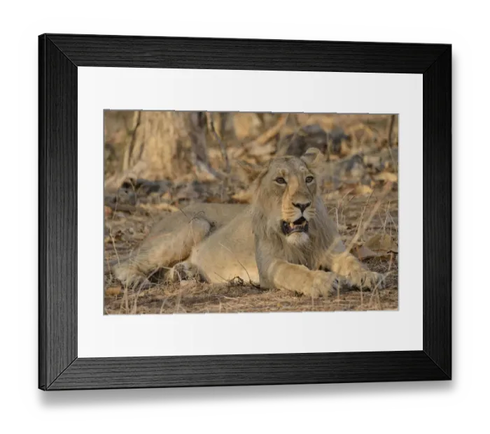 Framed Print : Asiatic Lion -Panthera leo persica-, young male, Gir Forest National Park, Gir Sanctuary, Gujarat, India Framed Print : Asiatic Lion -Panthera leo persica-, young male, Gir Forest National Park, Gir Sanctuary, Gujarat, India
