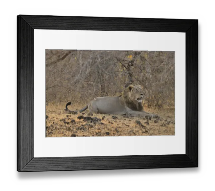 Framed Print : Asiatic Lion -Panthera leo persica-, male, Gir Forest National Park, Gir Sanctuary, Gujarat, India Framed Print : Asiatic Lion -Panthera leo persica-, male, Gir Forest National Park, Gir Sanctuary, Gujarat, India