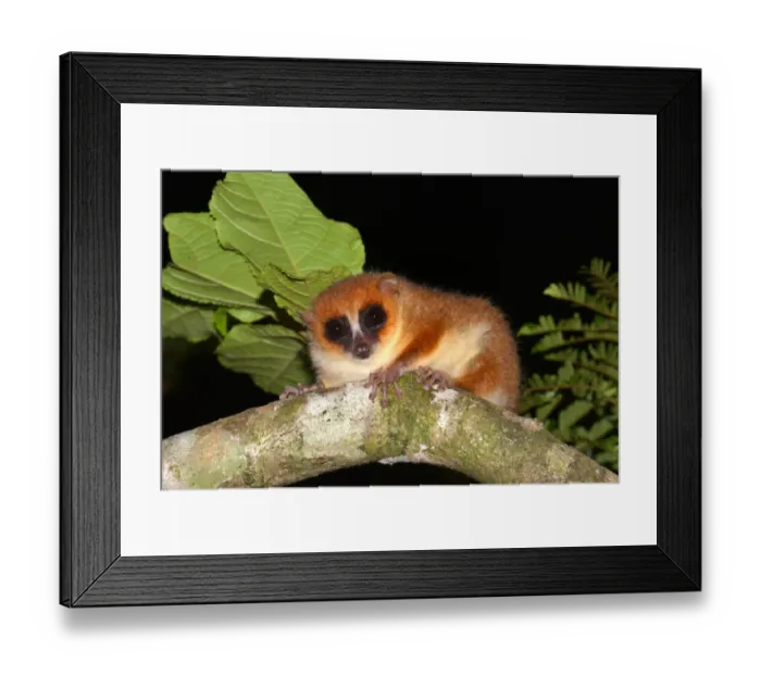 Framed Print : Brown mouse lemur -Microcebus rufus-, Masoala National Park, Madagascar Framed Print : Brown mouse lemur -Microcebus rufus-, Masoala National Park, Madagascar
