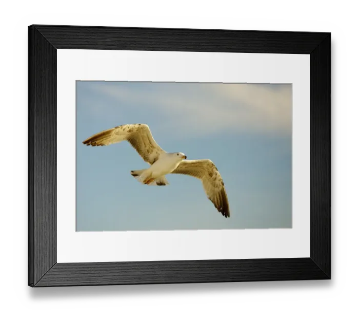 Framed Print : Herring Gull -Larus argentatus- in flight Framed Print : Herring Gull -Larus argentatus- in flight