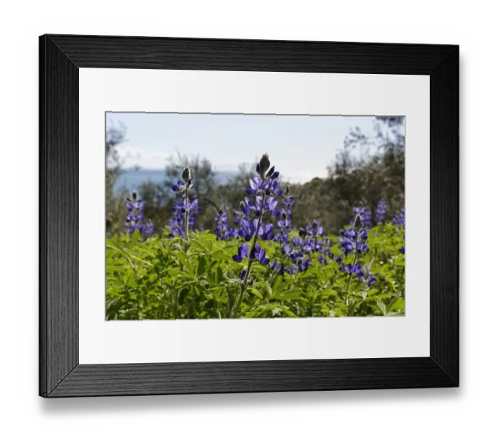 Framed Print : Blue Lupine or Narrow-leafed Lupine -Lupinus angustifolius-, Troas, Aegais, Marmara Region, Turkey Framed Print : Blue Lupine or Narrow-leafed Lupine -Lupinus angustifolius-, Troas, Aegais, Marmara Region, Turkey