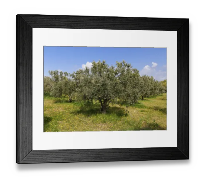 Framed Print : Olive grove, Troas, Marmara Region, Turkey Framed Print : Olive grove, Troas, Marmara Region, Turkey