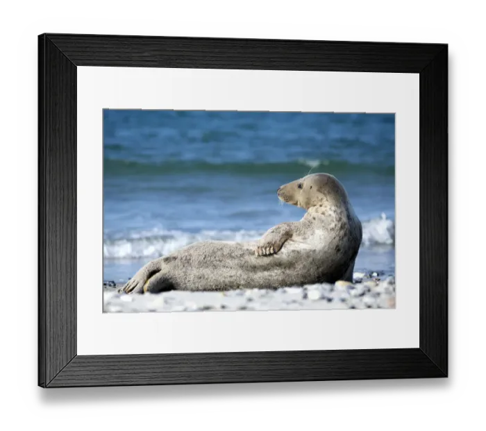 Framed Print : Grey Seal -Halichoerus grypus- on the beach, Heligoland, Schleswig-Holstein, Germany