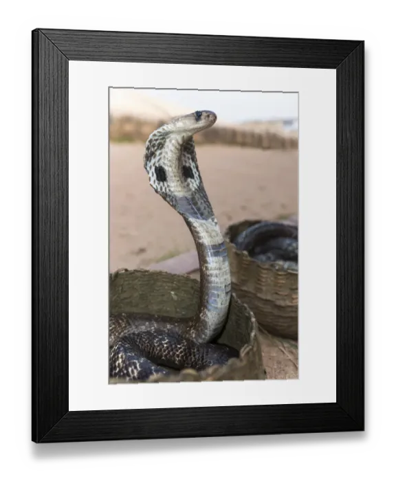 Framed Print : Indian Cobra, Asian Cobra or Spectacled Cobra -Naja naja-, Pettigalawatta Region, Southern Province, Sri Lanka Framed Print : Indian Cobra, Asian Cobra or Spectacled Cobra -Naja naja-, Pettigalawatta Region, Southern Province, Sri Lanka