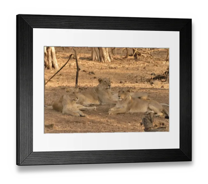 Framed Print : Asiatic Lions -Panthera leo persica-, Gir Forest National Park, Gir Sanctuary, Gujarat, India Framed Print : Asiatic Lions -Panthera leo persica-, Gir Forest National Park, Gir Sanctuary, Gujarat, India