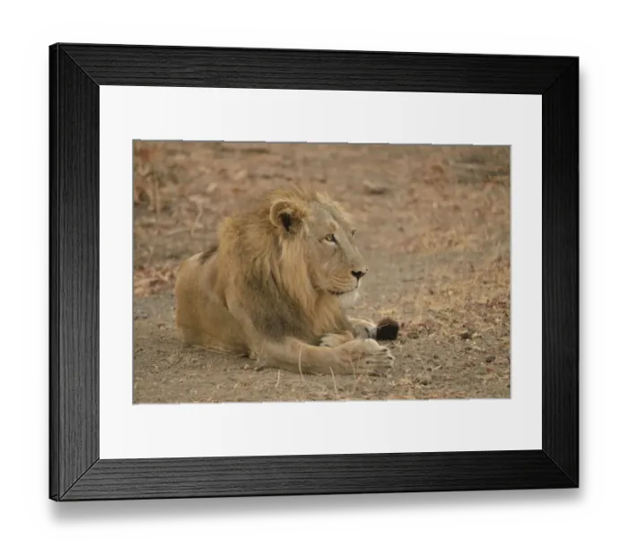 Framed Print : Asiatic Lion -Panthera leo persica-, male, Gir Forest National Park, Gir Sanctuary, Gujarat, India Framed Print : Asiatic Lion -Panthera leo persica-, male, Gir Forest National Park, Gir Sanctuary, Gujarat, India