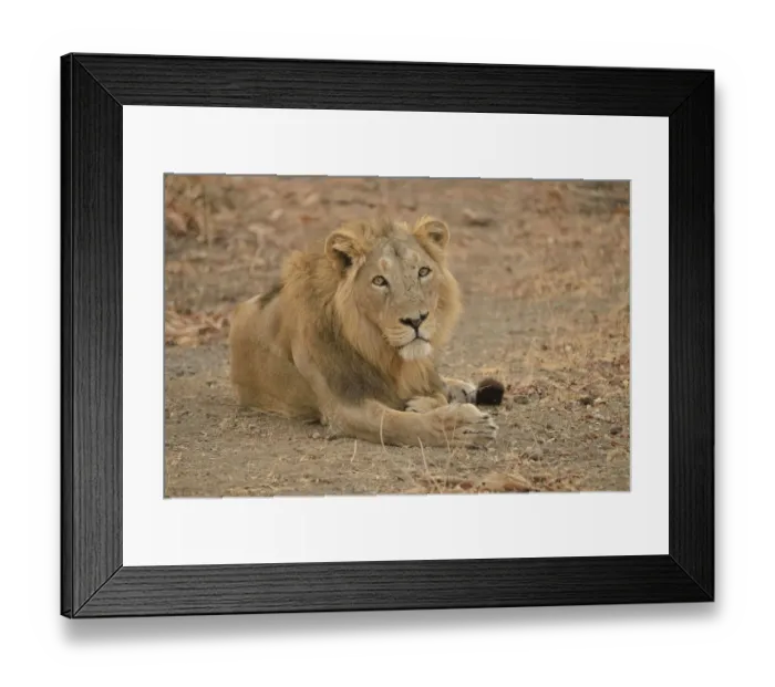 Framed Print : Asiatic Lion -Panthera leo persica-, male, Gir Forest National Park, Gir Sanctuary, Gujarat, India Framed Print : Asiatic Lion -Panthera leo persica-, male, Gir Forest National Park, Gir Sanctuary, Gujarat, India