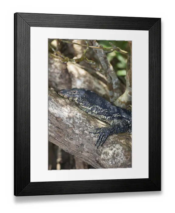 Framed Print : Water Monitor -Varanus salvator-, nature reserve near Godahena, Galle region, Southern Province, Sri Lanka