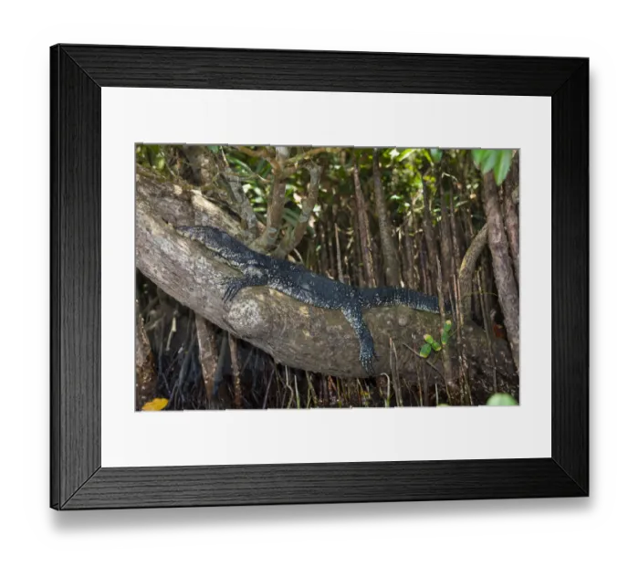 Framed Print : Water Monitor -Varanus salvator-, nature reserve near Godahena, Galle region, Southern Province, Sri Lanka Framed Print : Water Monitor -Varanus salvator-, nature reserve near Godahena, Galle region, Southern Province, Sri Lanka