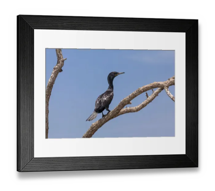 Framed Print : Little Cormorant -Phalacrocorax niger- perched on a tree, nature reserve near Godahena, Galle region, Southern Province, Sri Lanka Framed Print : Little Cormorant -Phalacrocorax niger- perched on a tree, nature reserve near Godahena, Galle region, Southern Province, Sri Lanka