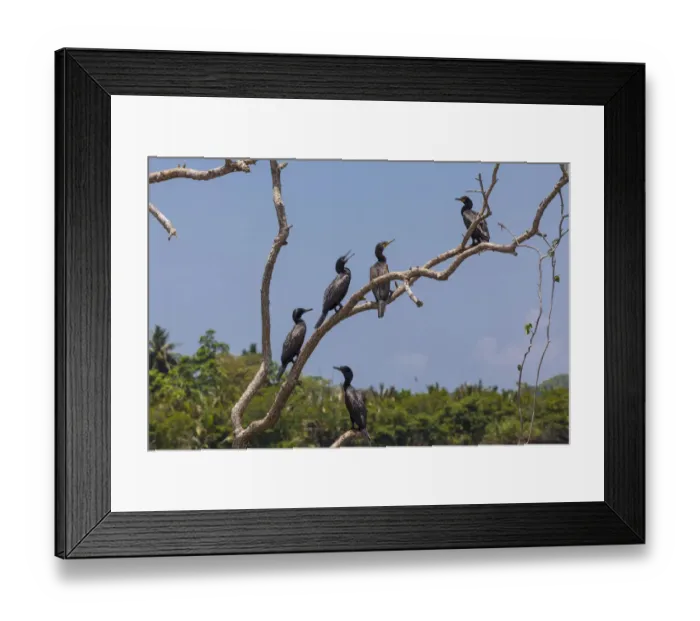 Framed Print : Little Cormorants -Phalacrocorax niger- perched on a tree, nature reserve near Godahena, Galle region, Southern Province, Sri Lanka Framed Print : Little Cormorants -Phalacrocorax niger- perched on a tree, nature reserve near Godahena, Galle region, Southern Province, Sri Lanka