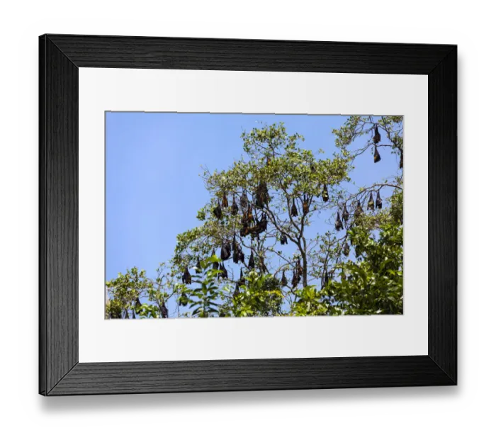 Framed Print : Indian Flying Foxes -Pteropus giganteus-, colony at roost, nature reserve near Godahena, Galle region, Southern Province, Sri Lanka