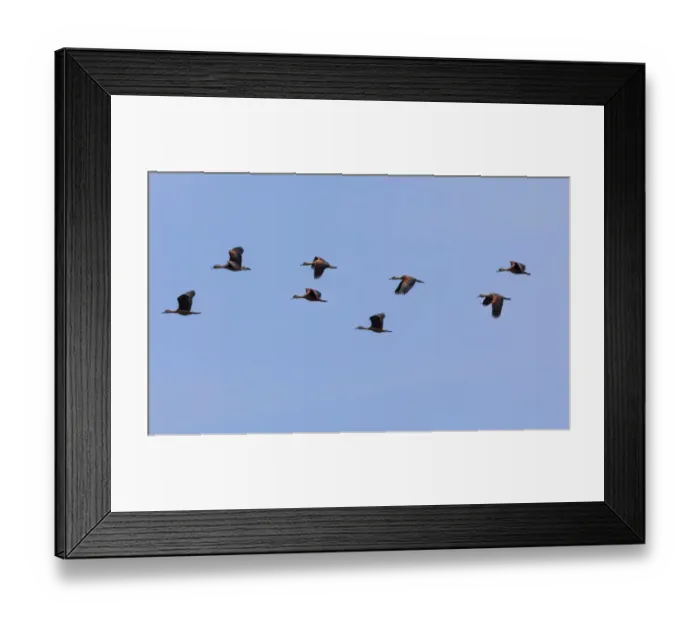 Framed Print : Lesser Whistling Ducks -Dendrocygna javanica-, the nature reserve near Godahena, Galle region, Southern Province, Sri Lanka