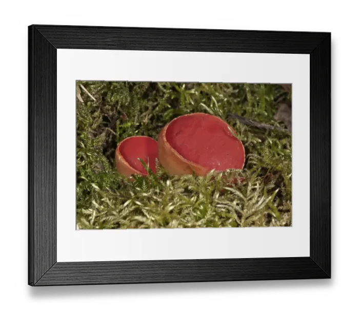 Framed Print : Scarlet Elf Cup -Sarcoscypha coccinea-, fruit bodies amidst moss, Lauterach, Wolfstal, Schwabische Alb, Baden-Wurttemberg, Germany Framed Print : Scarlet Elf Cup -Sarcoscypha coccinea-, fruit bodies amidst moss, Lauterach, Wolfstal, Schwabische Alb, Baden-Wurttemberg, Germany