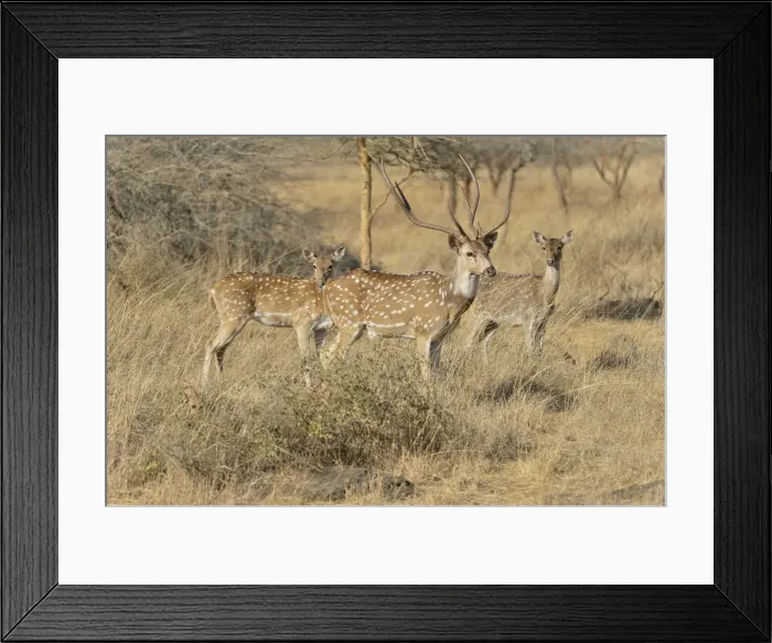 Framed Print : Chital, Cheetal or Axis Deer -Axis axis-, Gir Forest National Park, Gir Sanctuary, Gujarat, India Framed Print : Chital, Cheetal or Axis Deer -Axis axis-, Gir Forest National Park, Gir Sanctuary, Gujarat, India