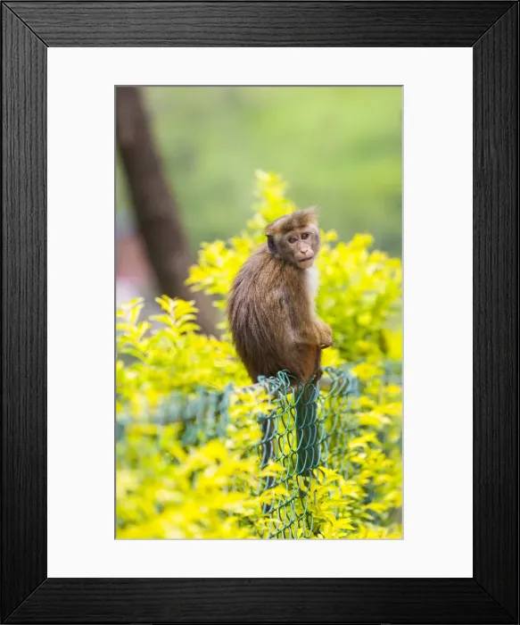 Framed Print : Toque Monkey or Toque Macaque -Macaca sinica- perched on a fence, Sri Lanka Framed Print : Toque Monkey or Toque Macaque -Macaca sinica- perched on a fence, Sri Lanka